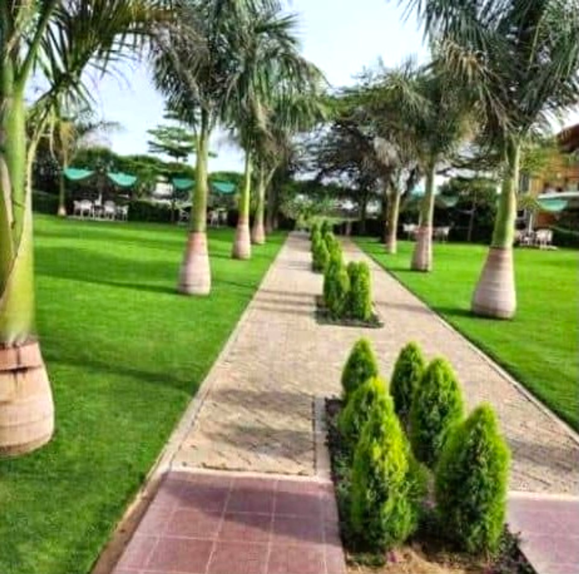 Palm avenue along a formal garden path